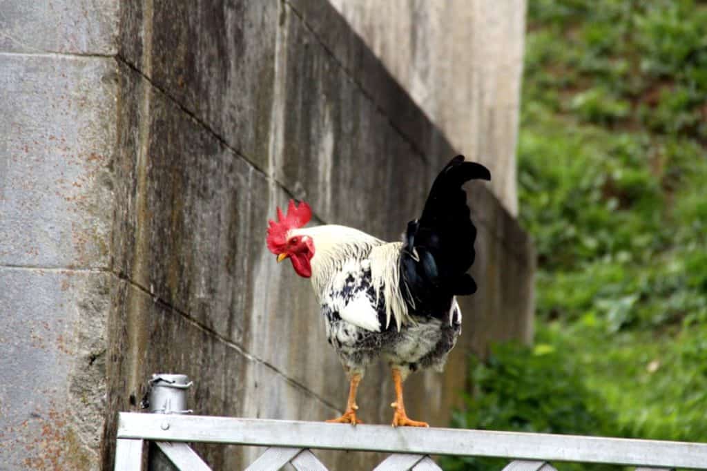 Are Wyandotte Roosters Aggressive?