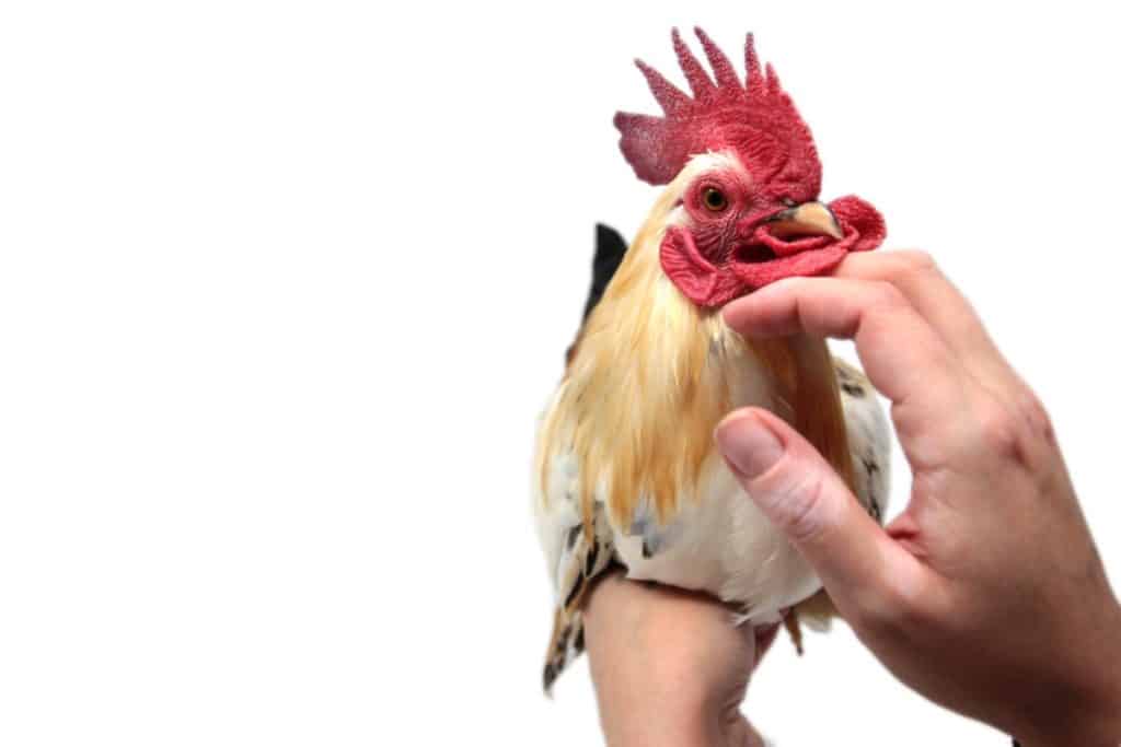 Are Roosters Good Pets?