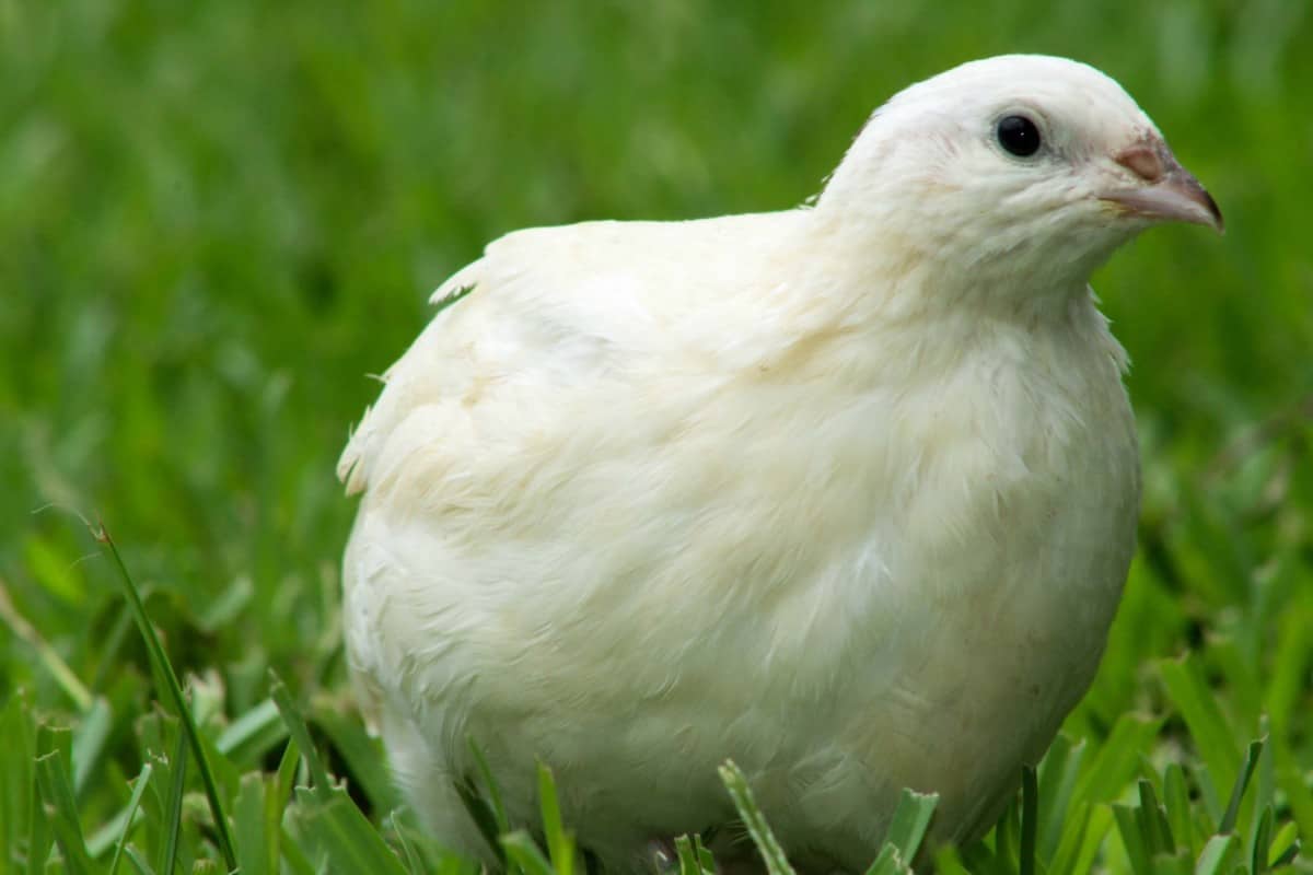 Best Quail Breeds For Pets and Eggs – Farm Animal Pet