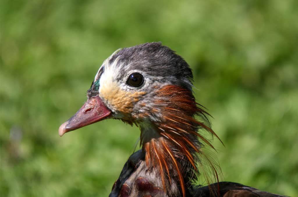 do-duck-feathers-grow-back-farm-animal-pet