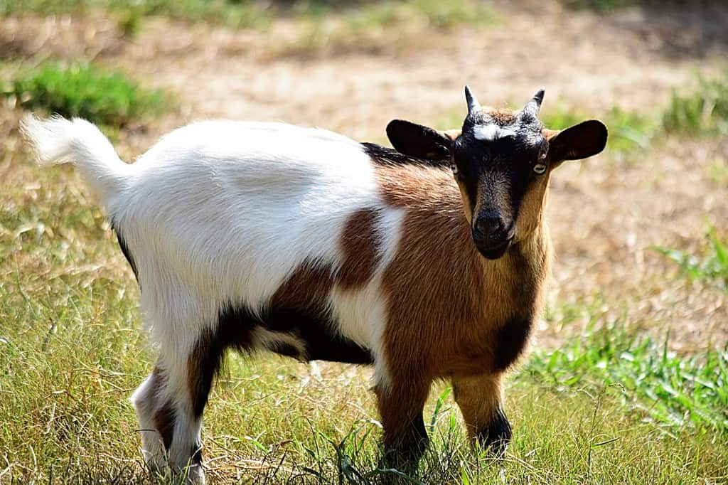Fainting Goats 