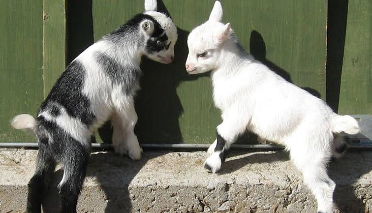 Kinder Goats