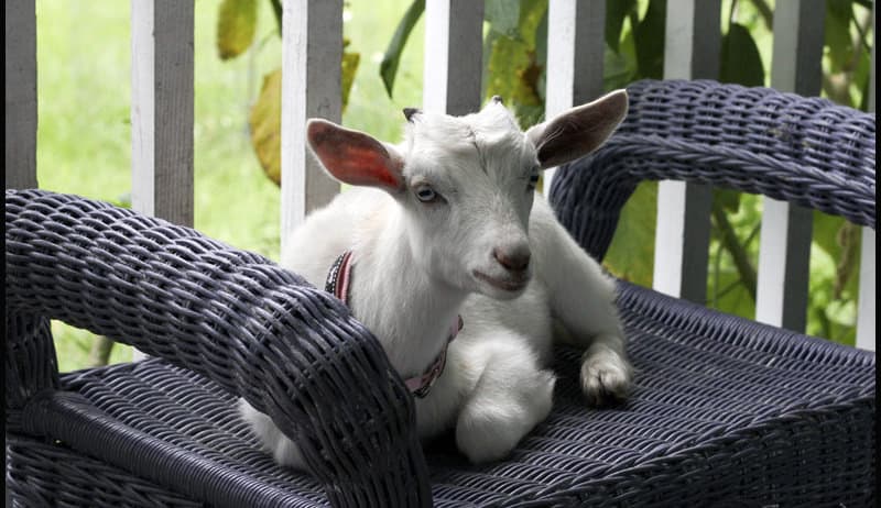 Do Goats Do Better As Indoor Pets?