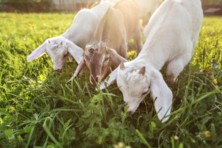 best-goats-for-grazing-farm-animal-pet