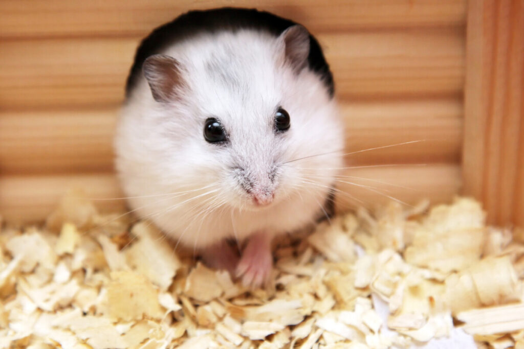 Are Hamsters Good Pets? – Farm Animal Pet